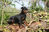 PINSCHER NAIN 132